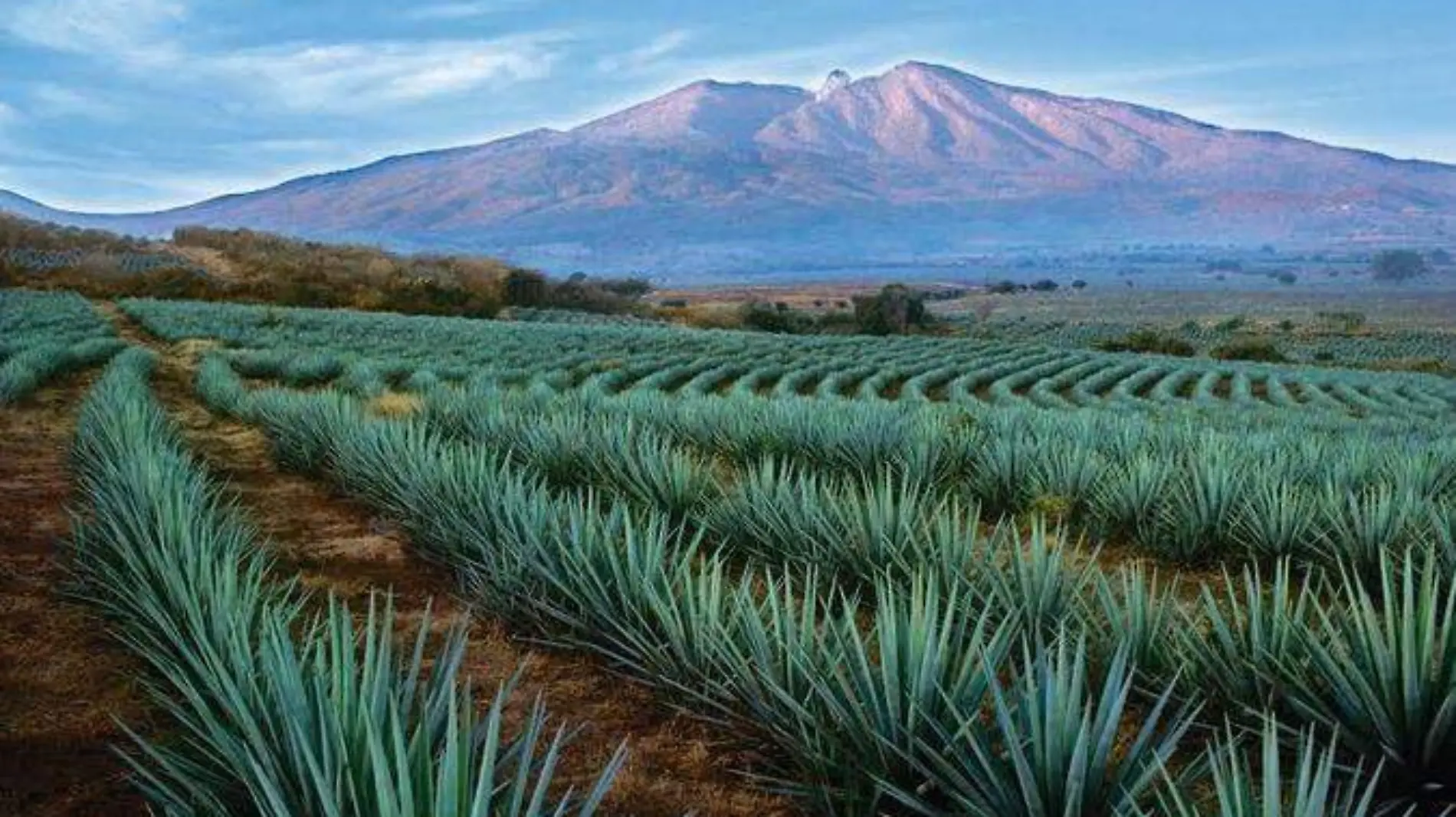 Ruta del tequila